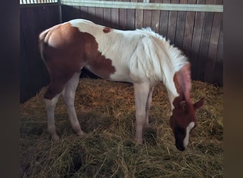 Paint-häst, Hingst, Föl (04/2024), 152 cm, Tobiano-skäck-alla-färger