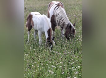 Paint-häst, Hingst, Föl (04/2024), 152 cm, Tobiano-skäck-alla-färger