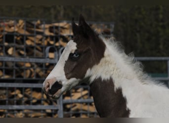 Paint-häst, Hingst, Föl (03/2023), 152 cm, Tovero-skäck-alla-färger