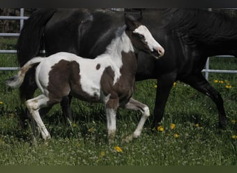 Paint-häst, Hingst, Föl (03/2023), 152 cm, Tovero-skäck-alla-färger