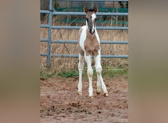 Paint-häst, Hingst, Föl (02/2024), 153 cm, Black