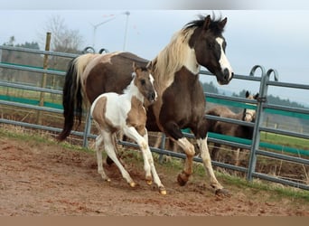 Paint-häst, Hingst, Föl (02/2024), 153 cm, Black