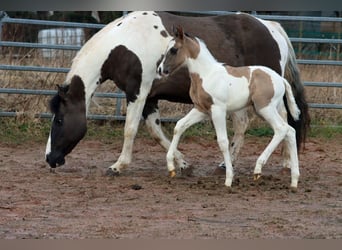 Paint-häst, Hingst, Föl (02/2024), 153 cm, Black