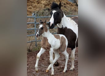 Paint-häst, Hingst, Föl (02/2024), 153 cm, Black