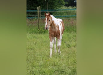 Paint-häst, Hingst, Föl (04/2024), 153 cm, Champagne