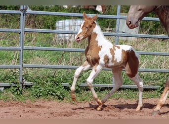 Paint-häst, Hingst, Föl (04/2024), 153 cm, Champagne