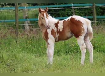 Paint-häst, Hingst, Föl (04/2024), 153 cm, Champagne