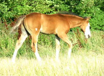 Paint-häst, Hingst, Föl (05/2023), 155 cm, Overo-skäck-alla-färger