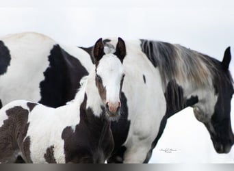 Paint-häst Blandning, Hingst, Föl (05/2024), 155 cm, Pinto