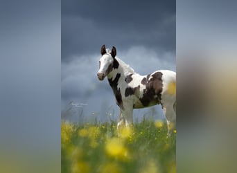 Paint-häst Blandning, Hingst, Föl (05/2024), 155 cm, Pinto