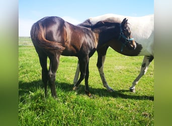Paint-häst, Hingst, Föl (04/2023), 155 cm, Rökfärgad svart