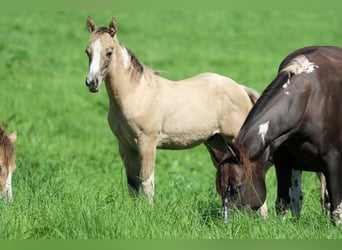 Paint-häst, Hingst, Föl (05/2023), 155 cm, Tobiano-skäck-alla-färger