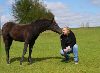 Paint-häst, Hingst, Föl (05/2024), 156 cm, Svart