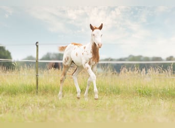 Paint-häst, Hingst, Föl (04/2024), 158 cm, Overo-skäck-alla-färger