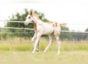 Paint-häst, Hingst, Föl (04/2024), 158 cm, Overo-skäck-alla-färger