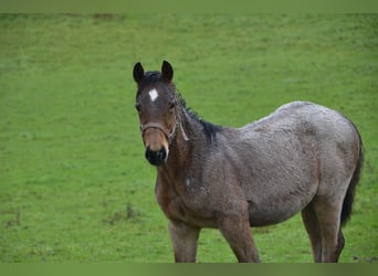 Paint-häst, Hingst, Föl (06/2024), Brunskimmel