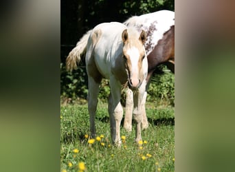 Paint-häst, Hingst, Föl (01/2024), Palomino