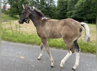 Paint-häst, Hingst, Föl (04/2024), Pinto