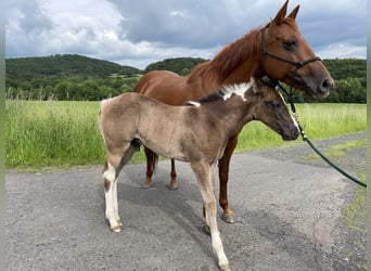 Paint-häst, Hingst, Föl (04/2024), Pinto