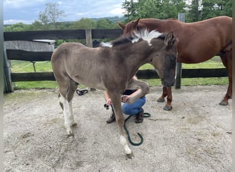 Paint-häst, Hingst, Föl (04/2024), Pinto