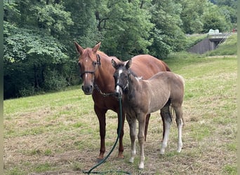 Paint-häst, Hingst, Föl (04/2024), Pinto