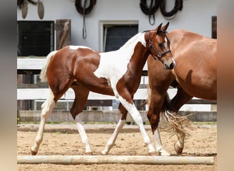 Paint-häst, Hingst, Föl (04/2024), Tobiano-skäck-alla-färger