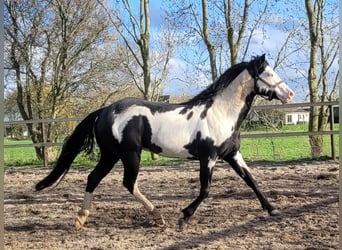 Paint-häst, Hingst, 4 år, 155 cm, Overo-skäck-alla-färger