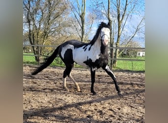 Paint-häst, Hingst, 4 år, 155 cm, Overo-skäck-alla-färger