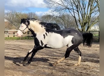 Paint-häst, Hingst, 4 år, 155 cm, Overo-skäck-alla-färger