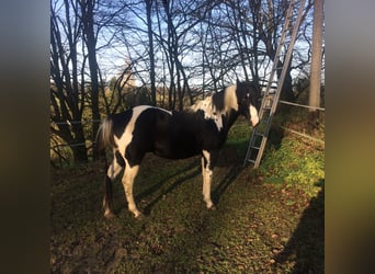 Paint-häst, Hingst, 13 år, 153 cm, Pinto