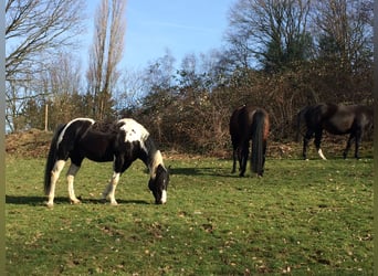 Paint-häst, Hingst, 13 år, 153 cm, Pinto