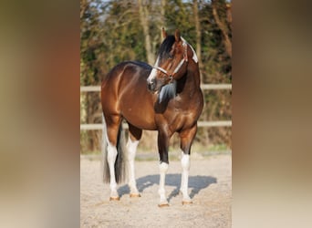 Paint-häst, Hingst, 5 år, 158 cm, Tobiano-skäck-alla-färger