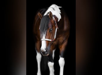 Paint-häst, Hingst, 5 år, 158 cm, Tobiano-skäck-alla-färger