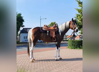 Paint-häst, Hingst, 5 år, 158 cm, Tobiano-skäck-alla-färger