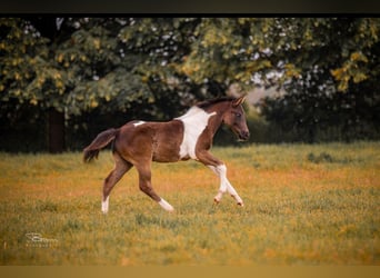 Paint-häst, Sto, 10 år, 148 cm, Svart