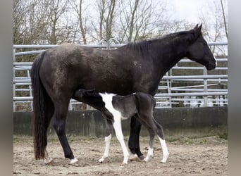 Paint-häst, Sto, 10 år, 148 cm, Svart
