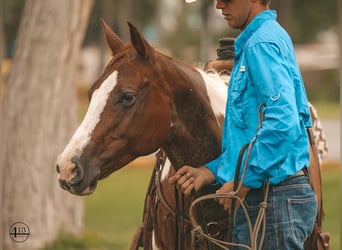 Paint-häst, Sto, 10 år, 152 cm, Fux