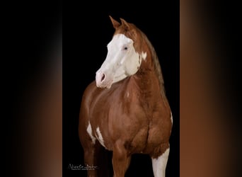 Paint-häst, Sto, 11 år, 145 cm, Overo-skäck-alla-färger