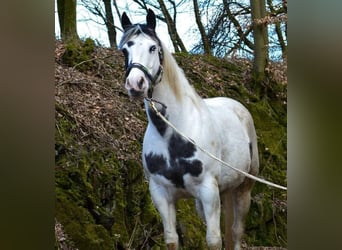 Paint-häst, Sto, 11 år, 147 cm, Tovero-skäck-alla-färger