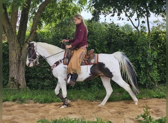 Paint-häst, Sto, 12 år, 150 cm, Pinto
