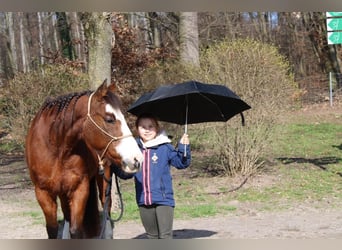 Paint-häst, Sto, 12 år, 153 cm, Brun