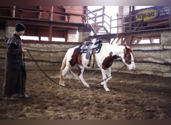 Paint-häst, Sto, 12 år, Tobiano-skäck-alla-färger