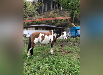 Paint-häst Blandning, Sto, 14 år, 145 cm, Pinto