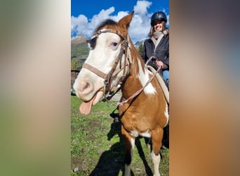 Paint-häst Blandning, Sto, 14 år, 145 cm, Pinto