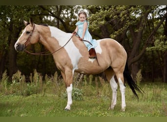Paint-häst, Sto, 15 år, 150 cm, Gulbrun