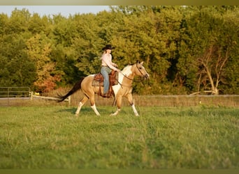 Paint-häst, Sto, 15 år, 150 cm, Gulbrun