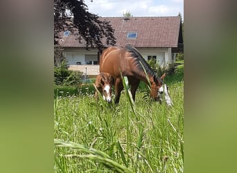 Paint-häst, Sto, 1 år, 150 cm, Brun