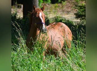 Paint-häst, Sto, 1 år, 150 cm, Fux med ål