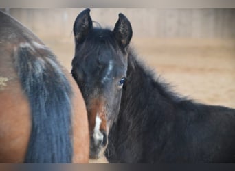 Paint-häst, Sto, 1 år, 150 cm, Rökfärgad svart