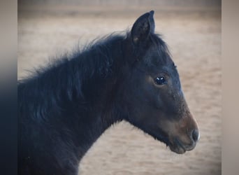 Paint-häst, Sto, 1 år, 150 cm, Rökfärgad svart
